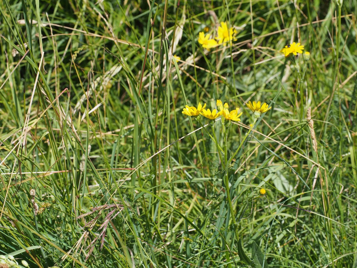 Ragwort [Rodez] plant